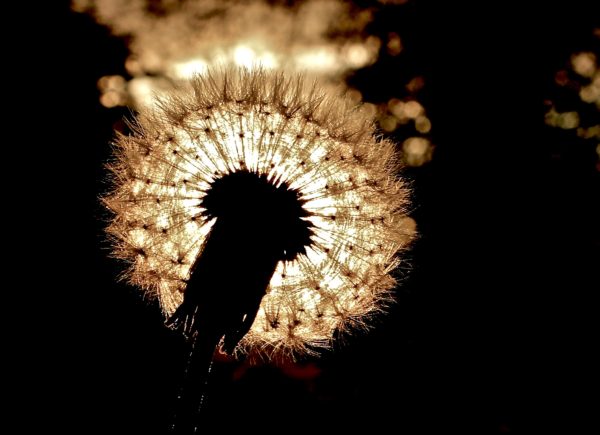 Dandelion Sunset