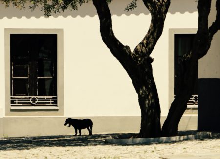 Midday Portugal